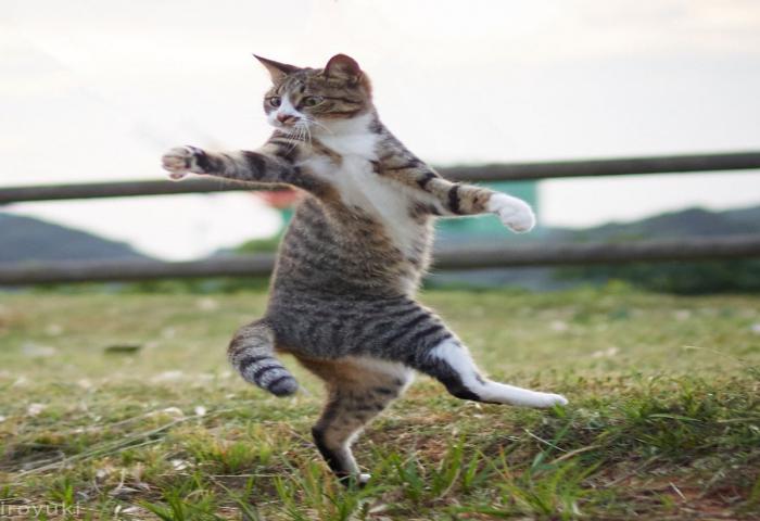 Kucing Ternyata Bisa Menjadi Ninja